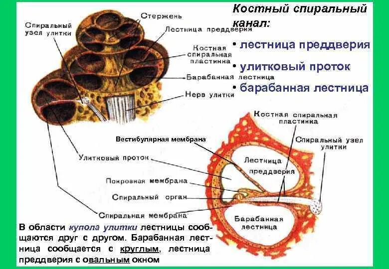 Лестница преддверия и барабанная лестница улитковый проток. Преддверная стенка улиткового протока. На что разделяет улитковый проток костный спиральный проток улитки. Схема строения улиткового протока. Мембраны внутреннего уха