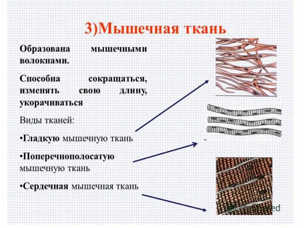 Тип клеток поперечно полосатой мышечной ткани. Строение гладкой мышечной ткани рисунок. Тип клетки поперечно полосатой ткани. Какими клетками образована гладкая мышечная ткань.