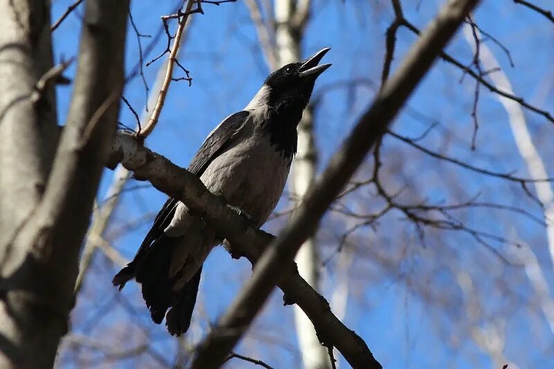 Сорока с открытым клювом. Говорящая сорока. Нахохленная ворона. Сорок перед. 40 сорок.