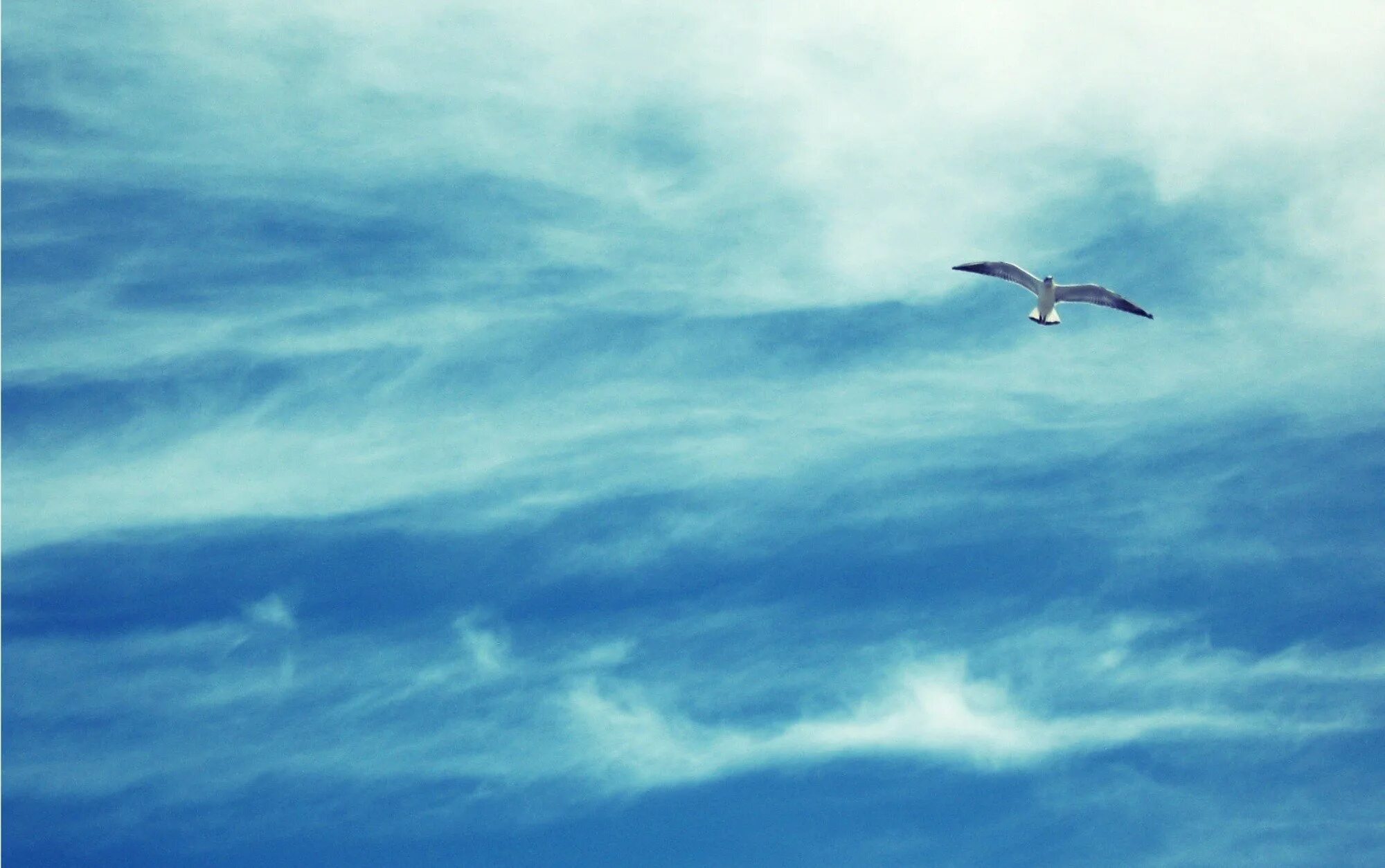 В оконной раме голубеет квадратик чистого неба. Птицы небесные. Чайка в небе. Птички в небе. Птица в полете.