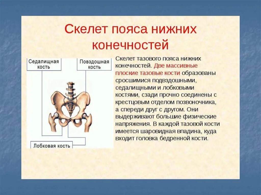 Функции тазового пояса. Кости тазового пояса и нижней конечности. Функции тазового пояса человека. Строение скелета тазового пояса.