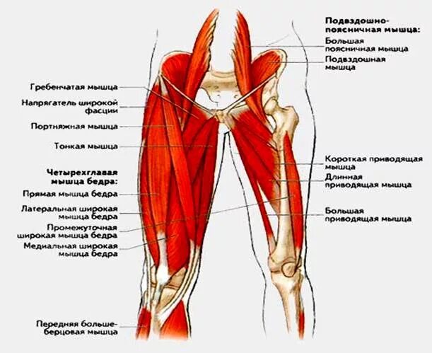 Мышцы сгибающие бедро