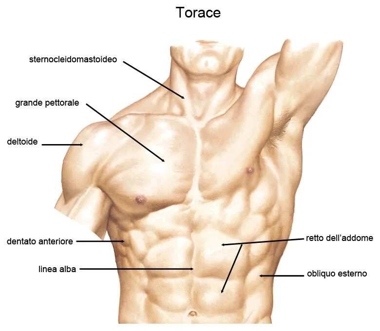 Передняя часть человека. Мышцы подмышки анатомия. Части груди человека. Подмышка человека строение. Грудь часть тела.