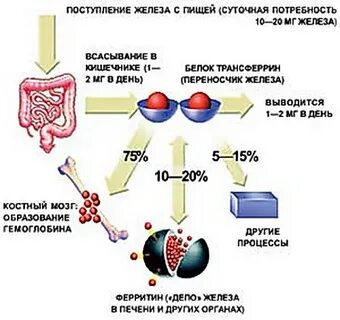 Железа в день