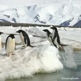 Любимчик полярный