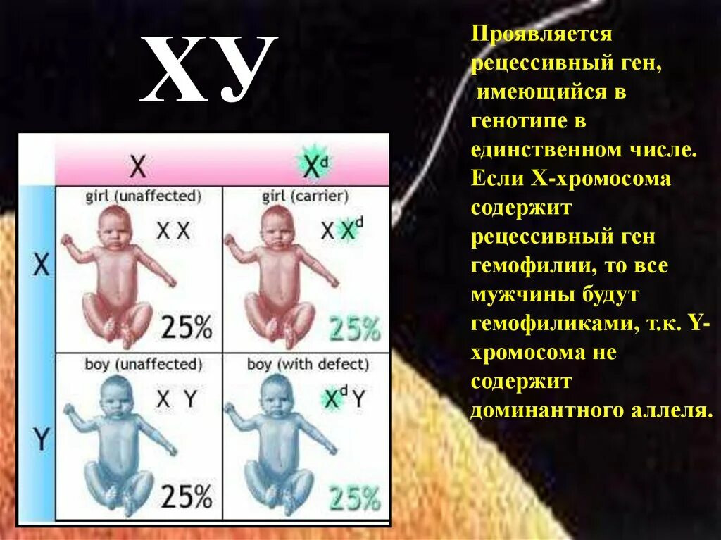 Генотип мужчины страдающего гемофилией. Рецессивные гены. Генетика рецессивный ген. Доминантные и рецессивные гены. Х И У хромосомы.