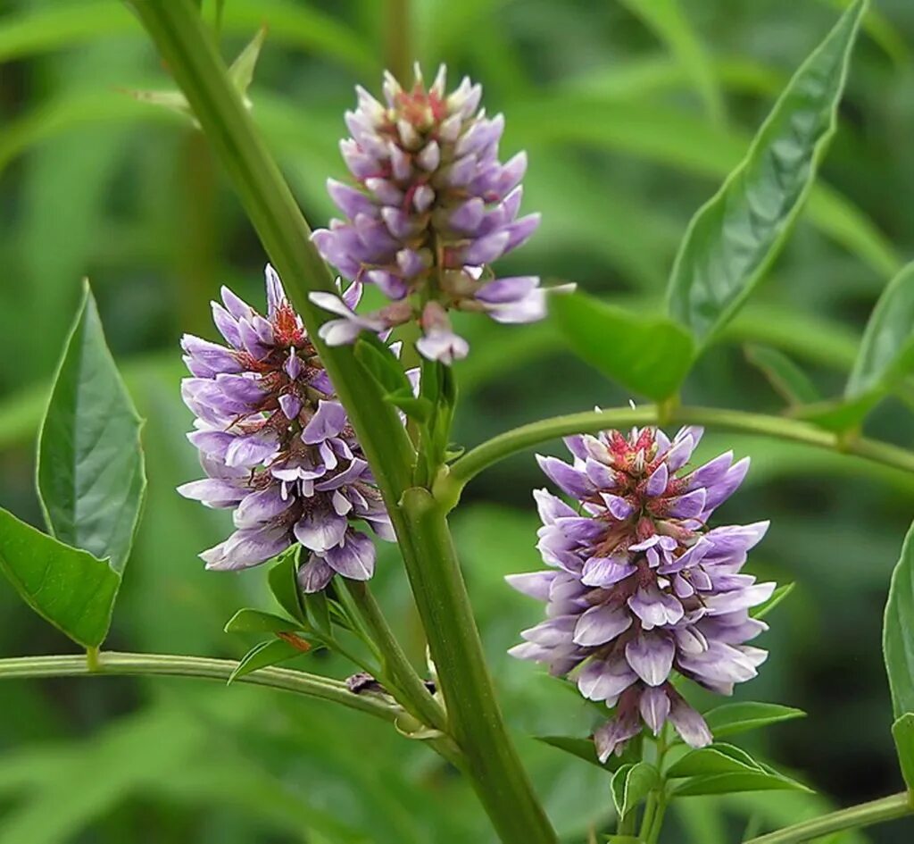 Может ли солодка. Glycyrrhiza glabra. Солодка растение. Лакрица растение. Корень солодки растение.