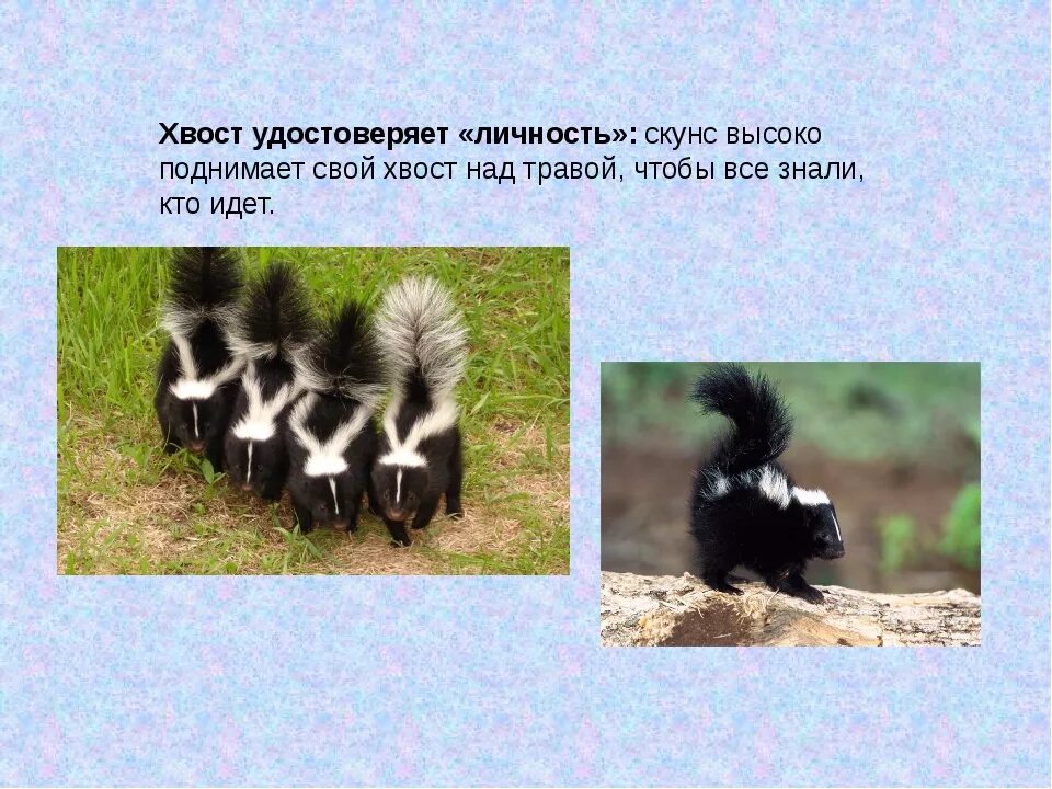Виды хвостов животных. Презентация хвосты у животных. хвост скунса. хвостики животных дети.