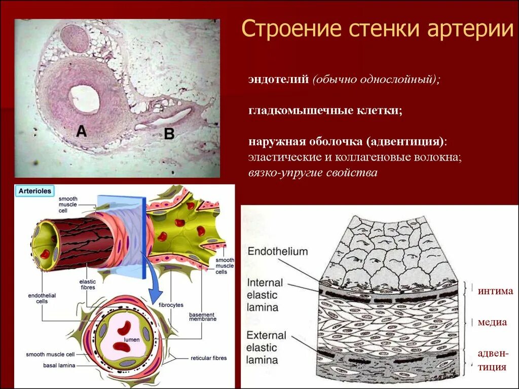 Картинки КЛЕТКИ ЭНДОТЕЛИЯ