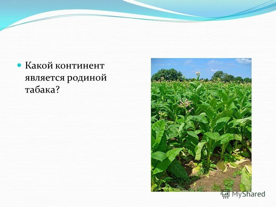 Родина табака картинки. Родина картофеля южная америка. Родина картофеля. Какие части растений человек использует в пищу. Какой материк является родиной картофеля.