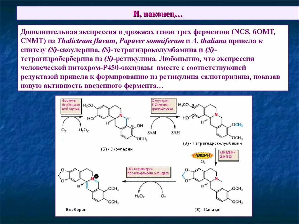 Фермент дрожжи. Экспрессия фермента это. Экспрессия Гена фермента. Экспрессия это биохимия. Ферменты в экспрессии генов.