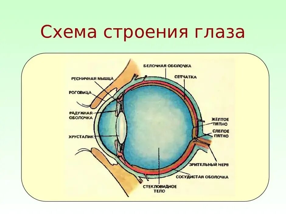 Обозначьте на рисунке строение глаза. Схема глазного яблока человека. Схематическое строение глазного яблока. Строение глаза вид спереди. Схема внутреннего строения глаза.