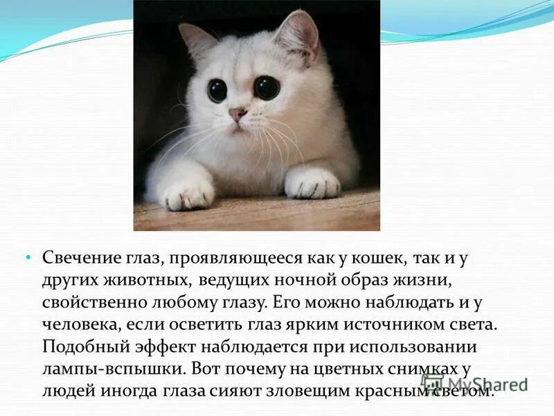 физика в жизни кошки. тихая ходьба кошки проект. образ жизни кошачьих. образ жизни кошек. европейский дикий лесной кот.