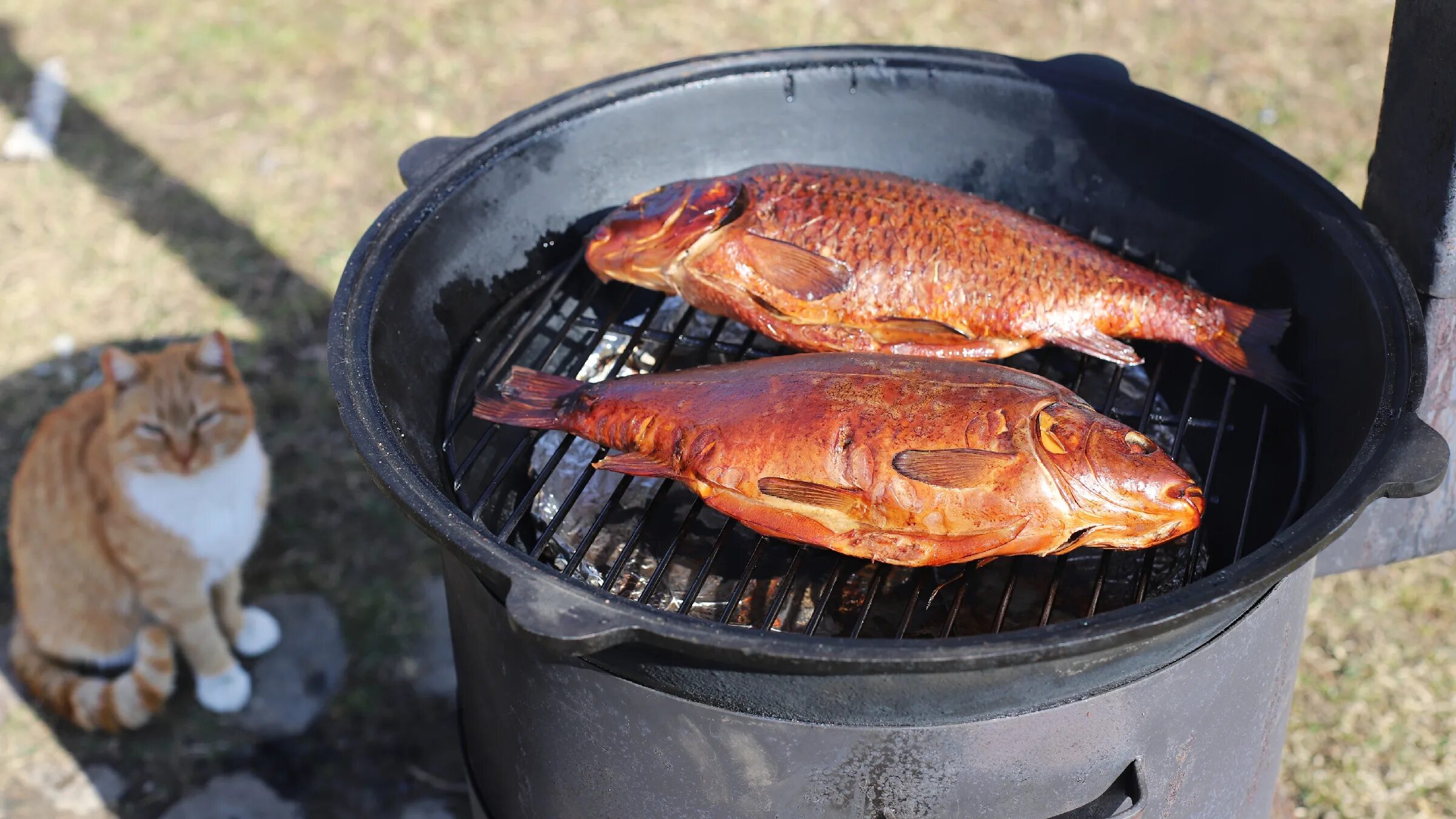 Карп горячего копчения. Карп холодного копчения. Карп горячего копчения. Копченый карп. Рыба горячего копчения карп.