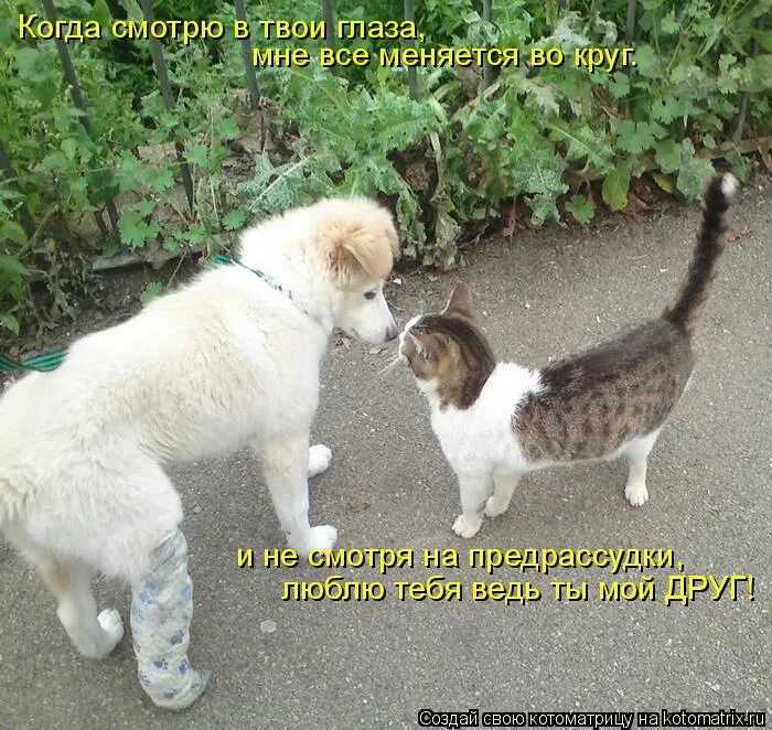 видео шарик ты кого привел