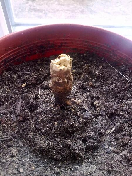 Кротон размножение черенками. Цветок сбросил листья. Гдз по русскому 5 класс уроки. Пятна на стволе драцены. Каламондин антракноз.