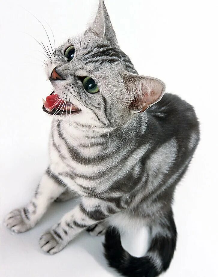 Кошка мяукает. Кошка. Звук мяу. Мяуканье котов. Как мяучат кошки.