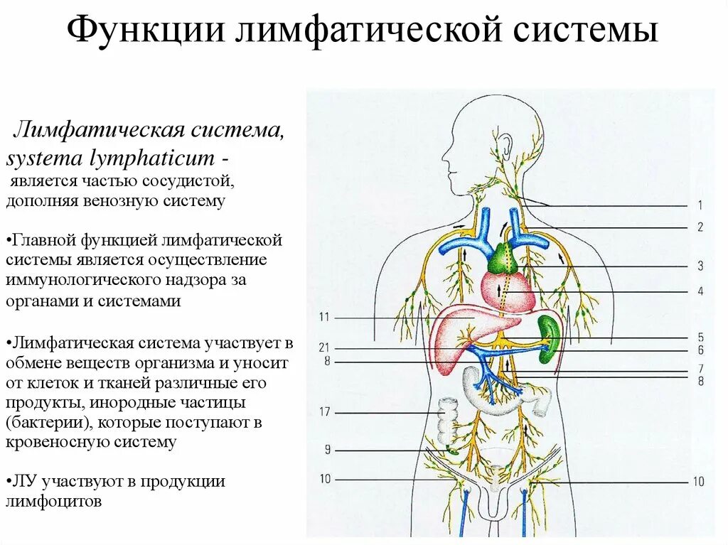 Какие функции лимфатических узлов. Функции лимфатической системы человека схема. Строение и функции лимфатической системы. Лимфатическая система схема таблица. Общее строение лимфатической системы анатомия.