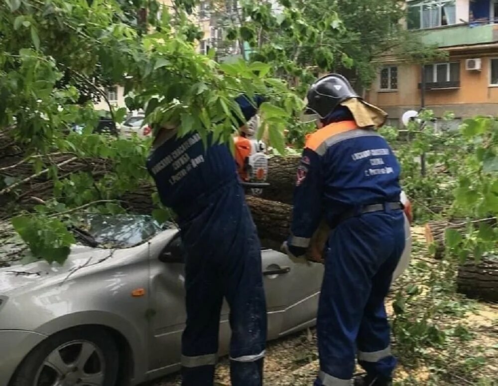 Кому звонить если упало дерево. В ростове упало дерево. падение деревьев сегодня в ростове-на-дону. в ростове упало дерево на машину. ростов чс.