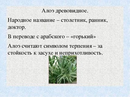 Народная алоэ