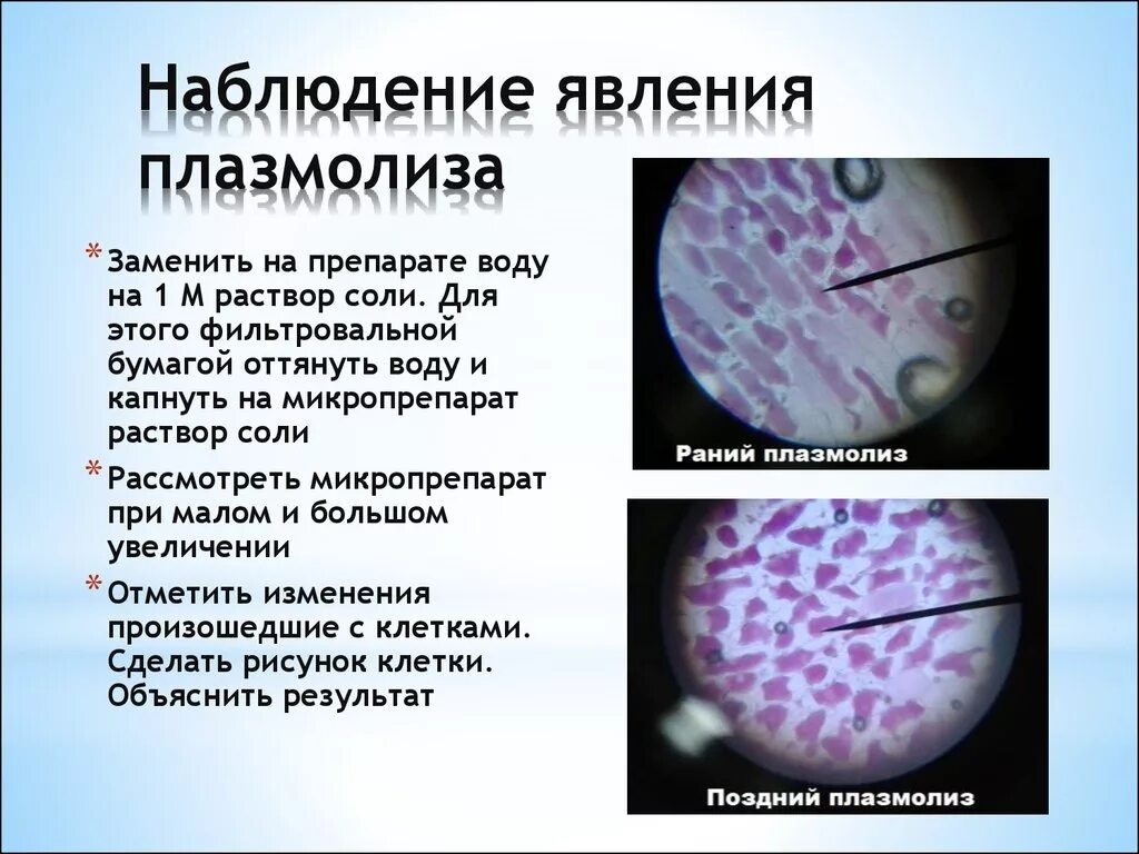 Явление плазмолиз. Плазмолиз и деплазмолиз. Деплазмолиз растительной клетки. Клетка плазмолиза и деплазмолиза. Явление плазмолиза и деплазмолиза.