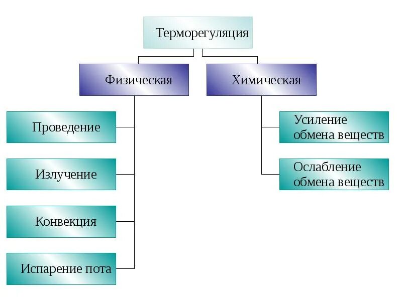Терморегуляция структуры. Виды терморегуляции человека. схема терморегуляция 8 класс. тип терморегуляции у человека. физический способ терморегуляции это.