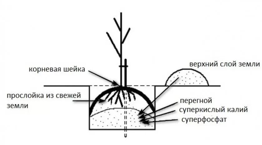 Как посадить вишню весной саженцами. Схема посадки саженца яблони. Схема посадки саженцев яблони. Схема посадки саженца вишни. Схема посадка черешни весной.