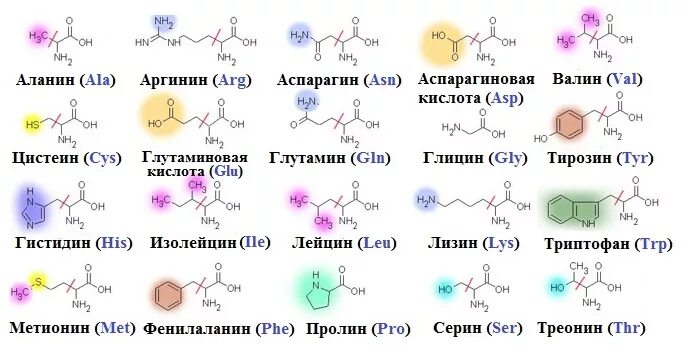 Ала асп