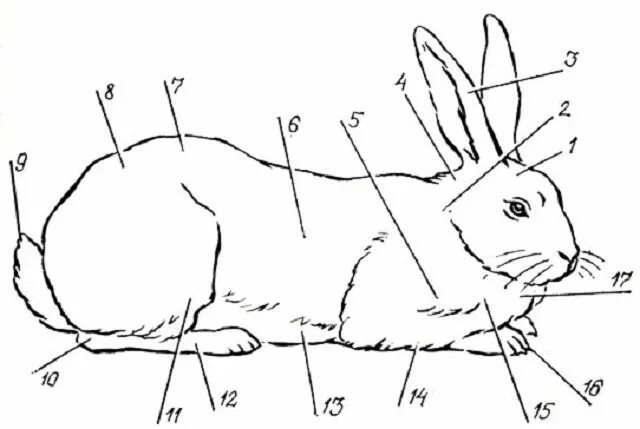 Части кролика