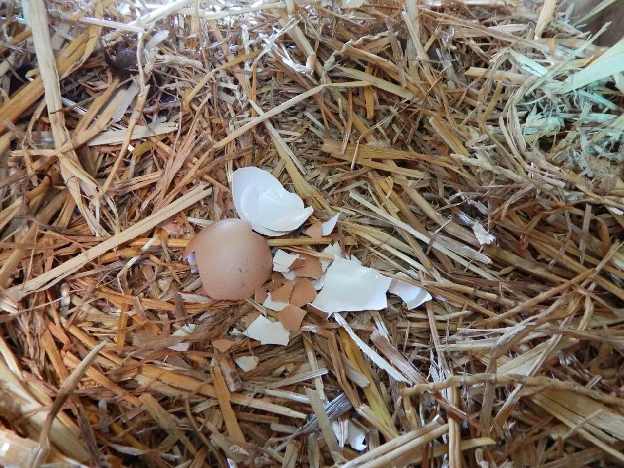 Как отучить кур клевать яйца. Расклёв яиц курами. Курица расклевывает яйцо. Курица клюет яйца.