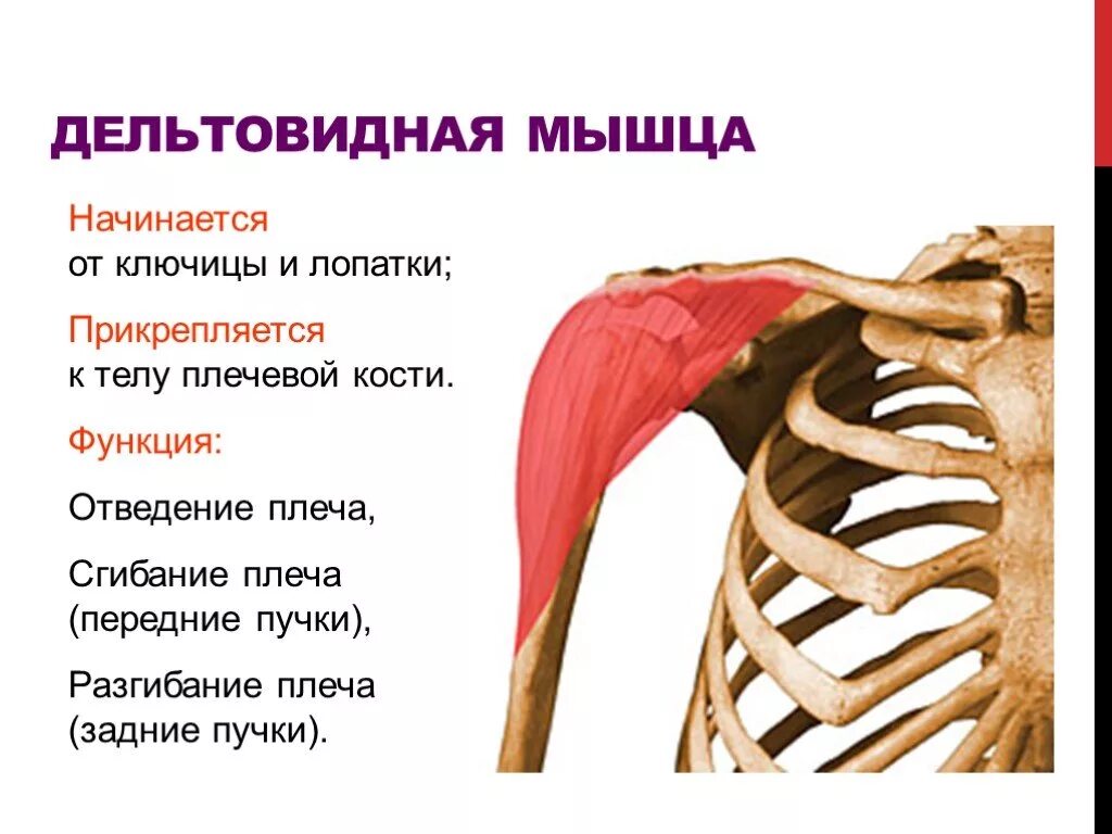 Передние пучки дельтовидных. Дельтовидная мышца начало прикрепление функции. Задняя Дельта анатомия функции. Дельтовидная мышца плеча анатомия функции. Дельтовидная мышца плеча крепление.