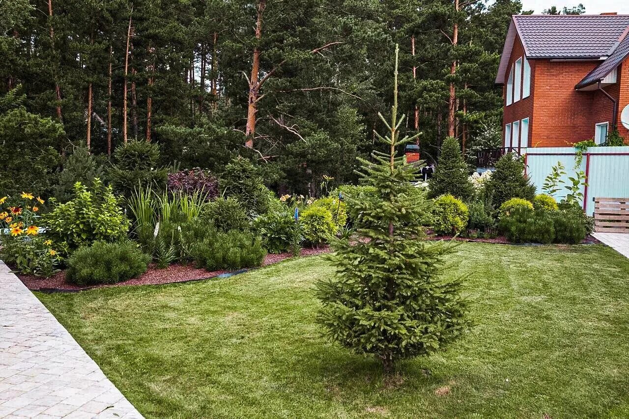 Хвойный сад фото. Ель обыкновенная Виллс цверг. Сибирский кедр и пихта в миксбордере. Ель обыкновенная Cupressina. Хвойники ель обыкновенная.