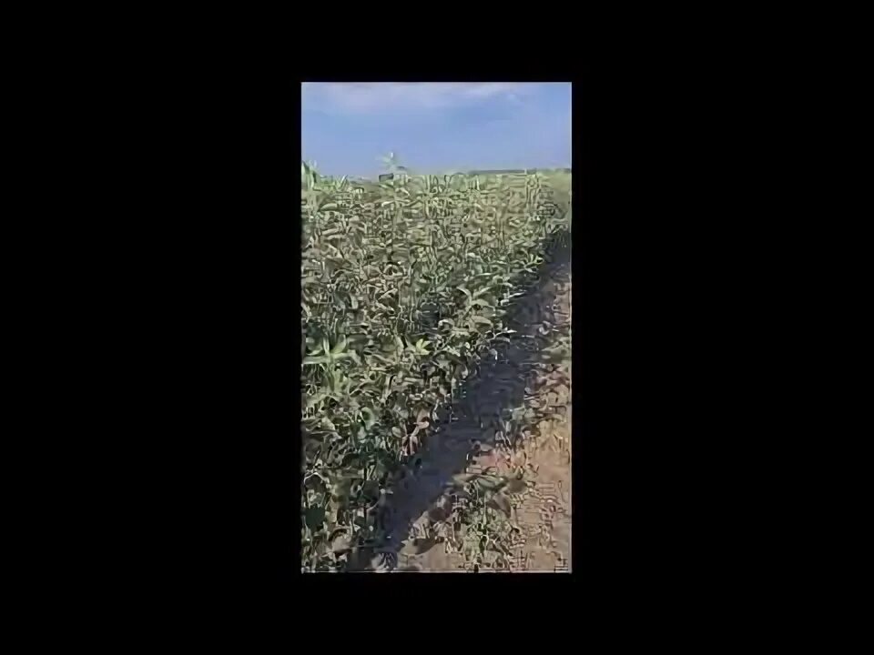 Питомник растений корни. Курские корни питомник растений. Курские корни питомник каталог. Курский питомник растений. Курские корни питомник каталог.