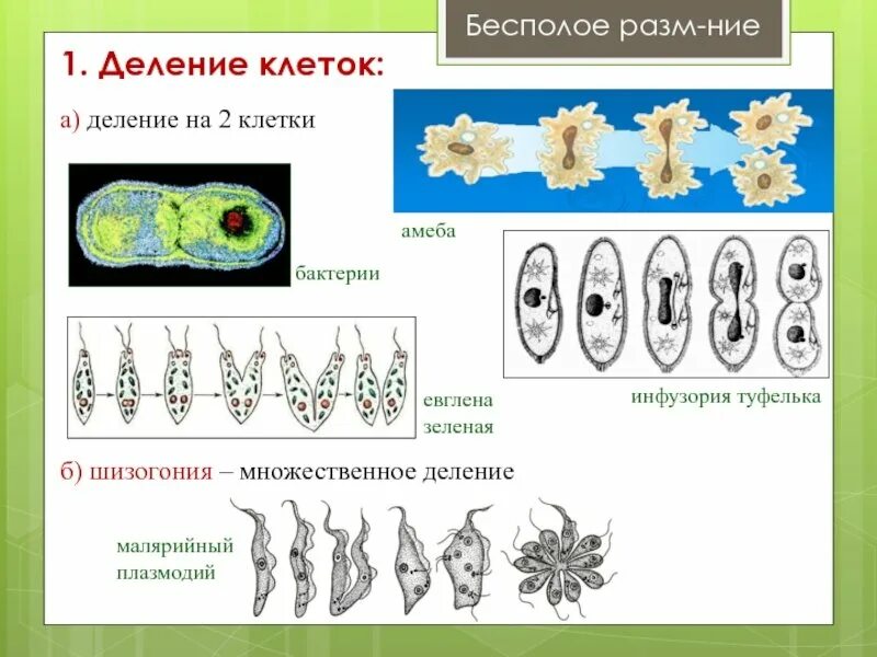 Схема бесполого размножения клеток. Бесполое размножение клетки. Размножение делением клетки. Бесполое размножение деление.