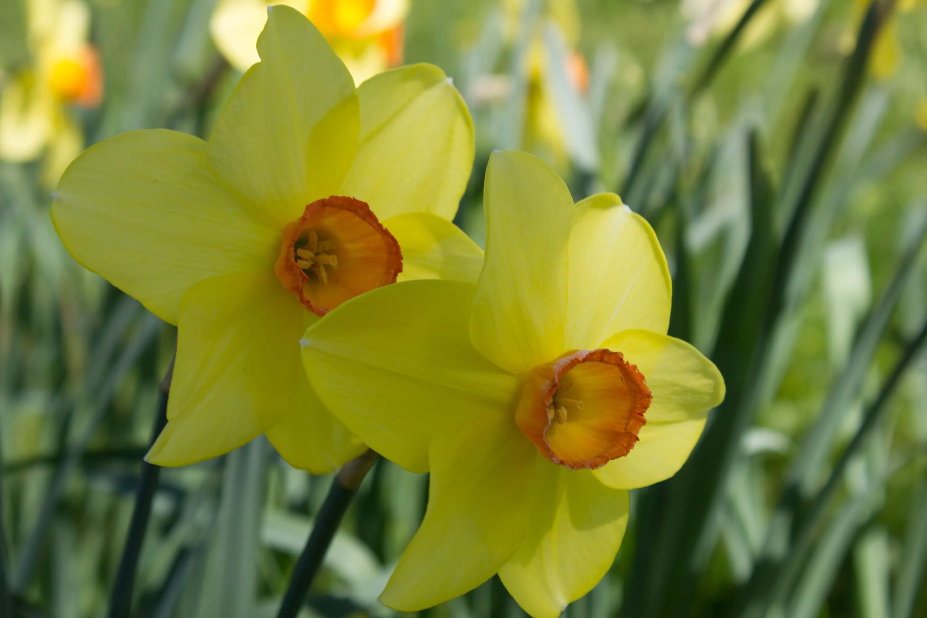 Нарцисс Голден Перл. Нарцисс (Narcissus). Нарцисс Зарагоза. Нарцисс Birma. Нарцисс какое растение