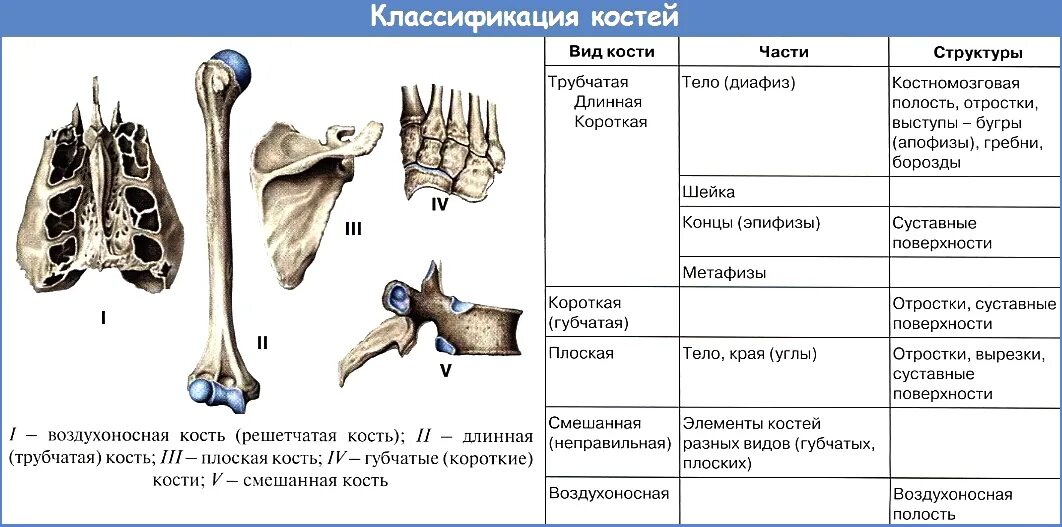 Какие кости скелета человека являются трубчатыми. Классификация костей трубчатые. трубчатая кость и губчатая кость. классификация костей трубчатые губчатые. трубчатые губчатые плоские кости таблица.