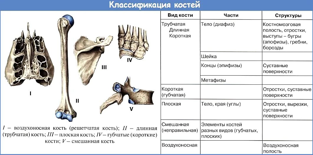 Трубчатые 2 губчатые. Классификация костей трубчатые. Типы костей трубчатые губчатые плоские. Трубчатая кость и губчатая кость. Трубчатые губчатые плоские кости таблица.