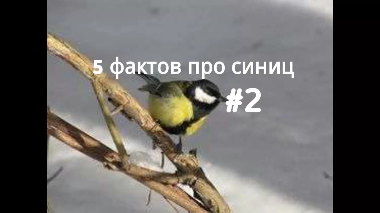 Посчитай сколько птичек. Синичка лазоревка. Было 8 синиц. Интересный факт из жизни синички. Синеголовая синица.