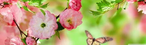 Узкие цветы