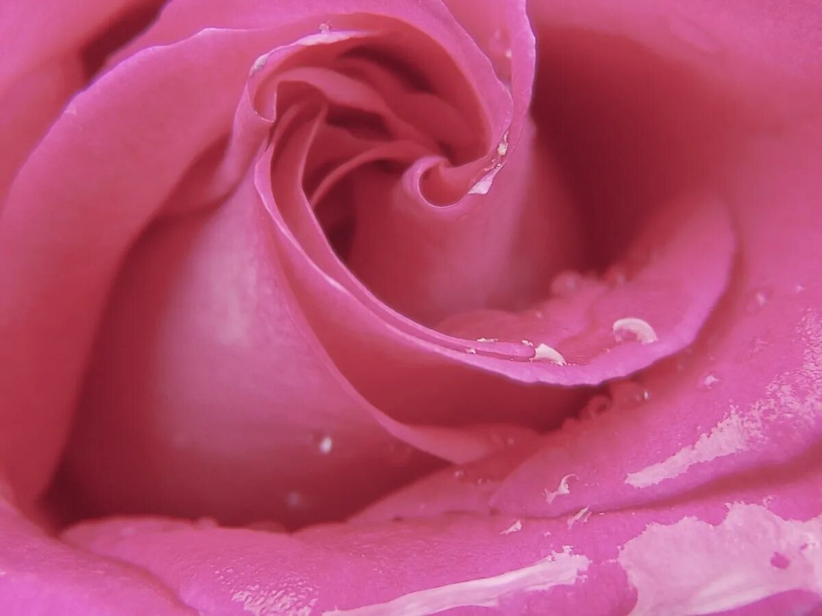 Розовые картинки. Красивый розовый. Розы обои. Розовый цвет. Розовые розы.