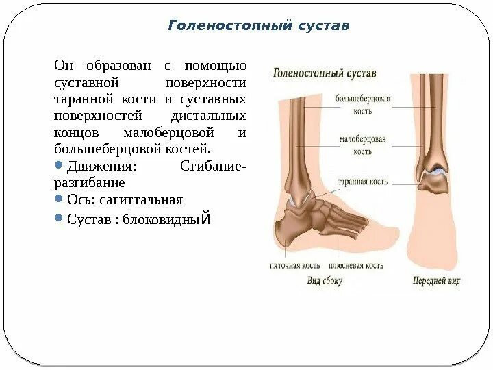 Латеральная лодыжка анатомия. Строение голеностопного сустава человека анатомия. Строение костей голеностопа. Голеностопный сустав анатомия классификация. Кости голеностопного сустава человека