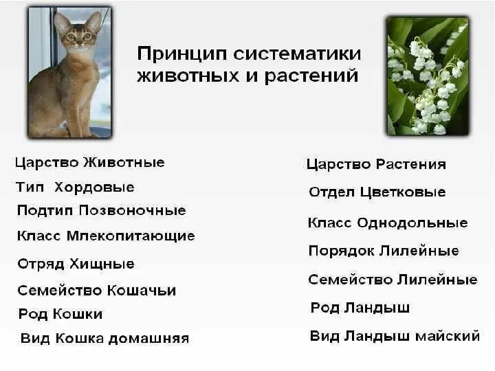 Биология 8 класс основные категории систематики животных. Систематика животных кошка. Классификация кошки. Классификация кошки домашней. Систематическая характеристика кошки домашней.