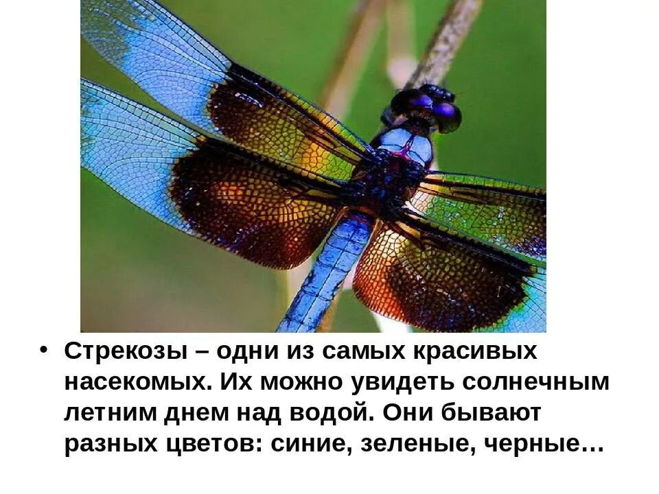 Сообщение стрекозы