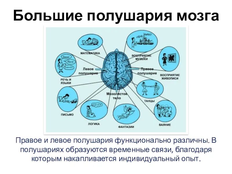 Левое полушарие мозга функции. Полушария мозга. левое и правое полушарие. связь левого и правого полушария мозга. правое и левое полушарие мозга за что отвечают.