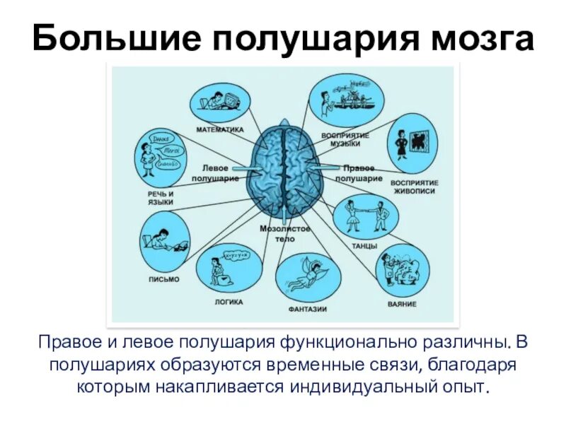 Полушария мозга. Левое и правое полушарие. Связь левого и правого полушария мозга. Правое и левое полушарие мозга за что отвечают. Правое полушарие больше левого