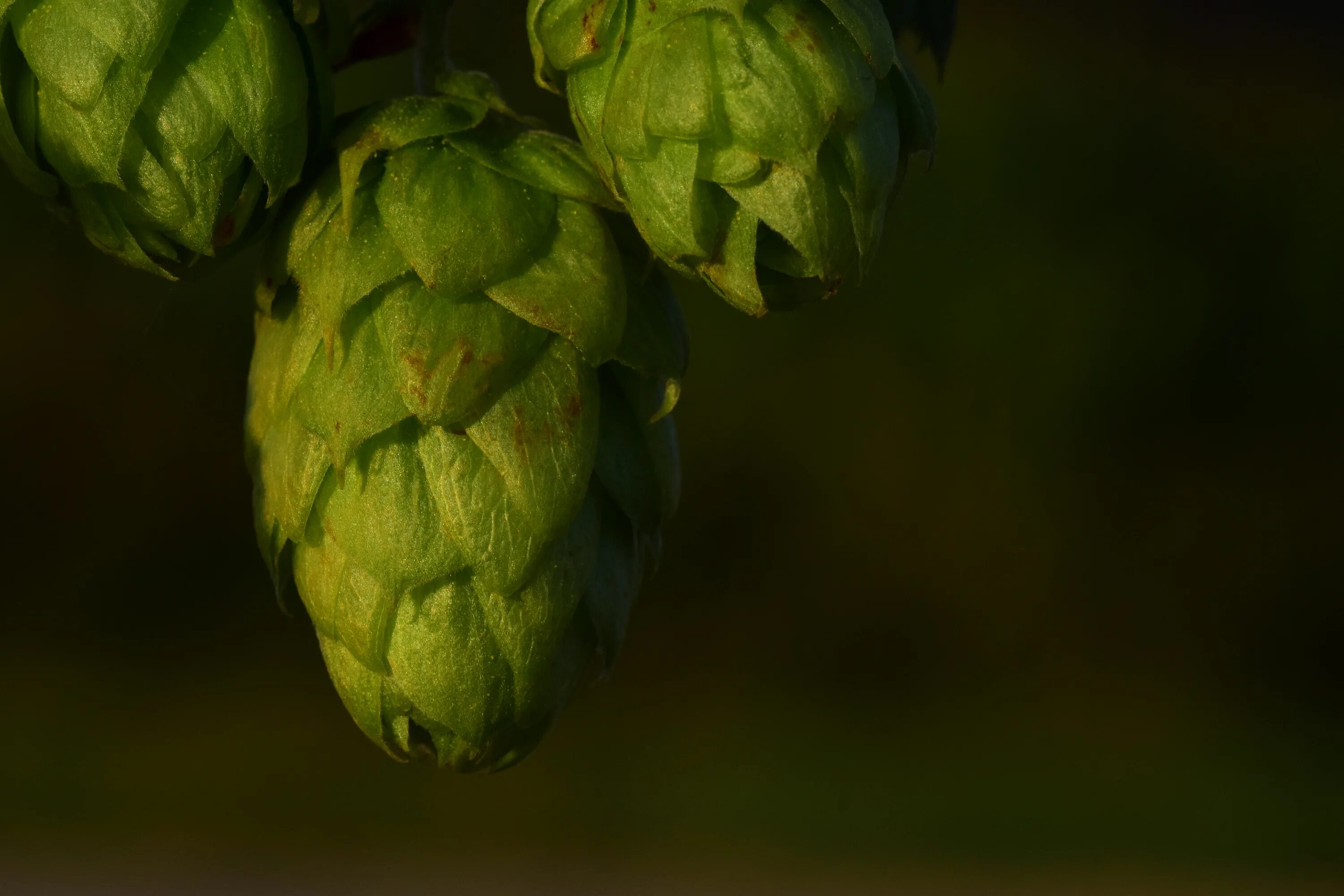 Hop