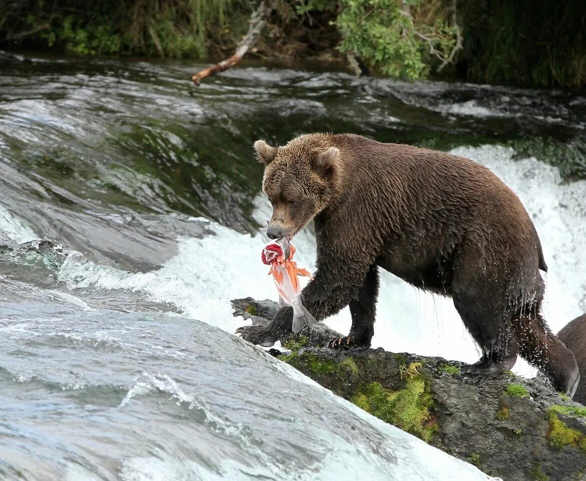 Us wildlife. Медведь со спины. Аляска медведи. Бурый медведь со спины.