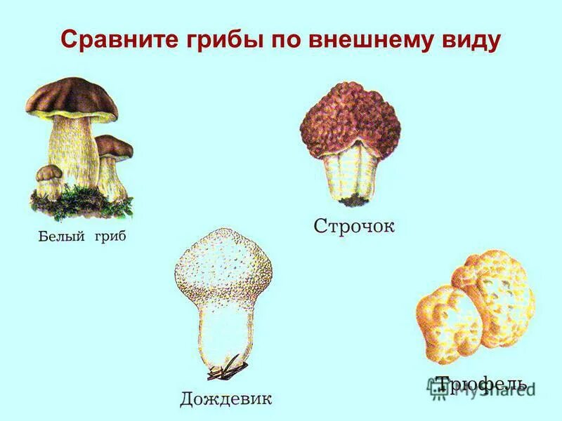 Сравнение грибов. Внешний вид гриба. Сравни грибы. Грибы по внешнему виду. Сравнение гриба и растения