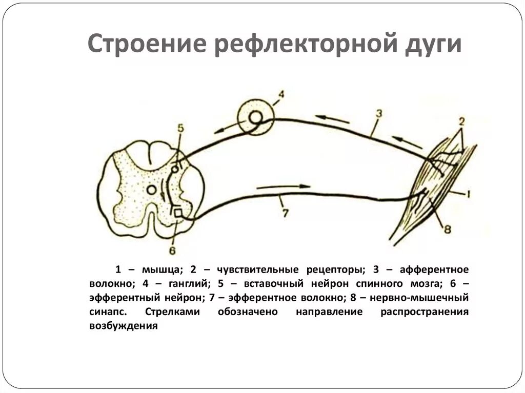 Изображение строение рефлекторной дуги. Схема трехнейронной рефлекторной дуги соматического рефлекса. Схема строения простой рефлекторной дуги. Схема трехнейронной рефлекторной дуги двигательного рефлекса.