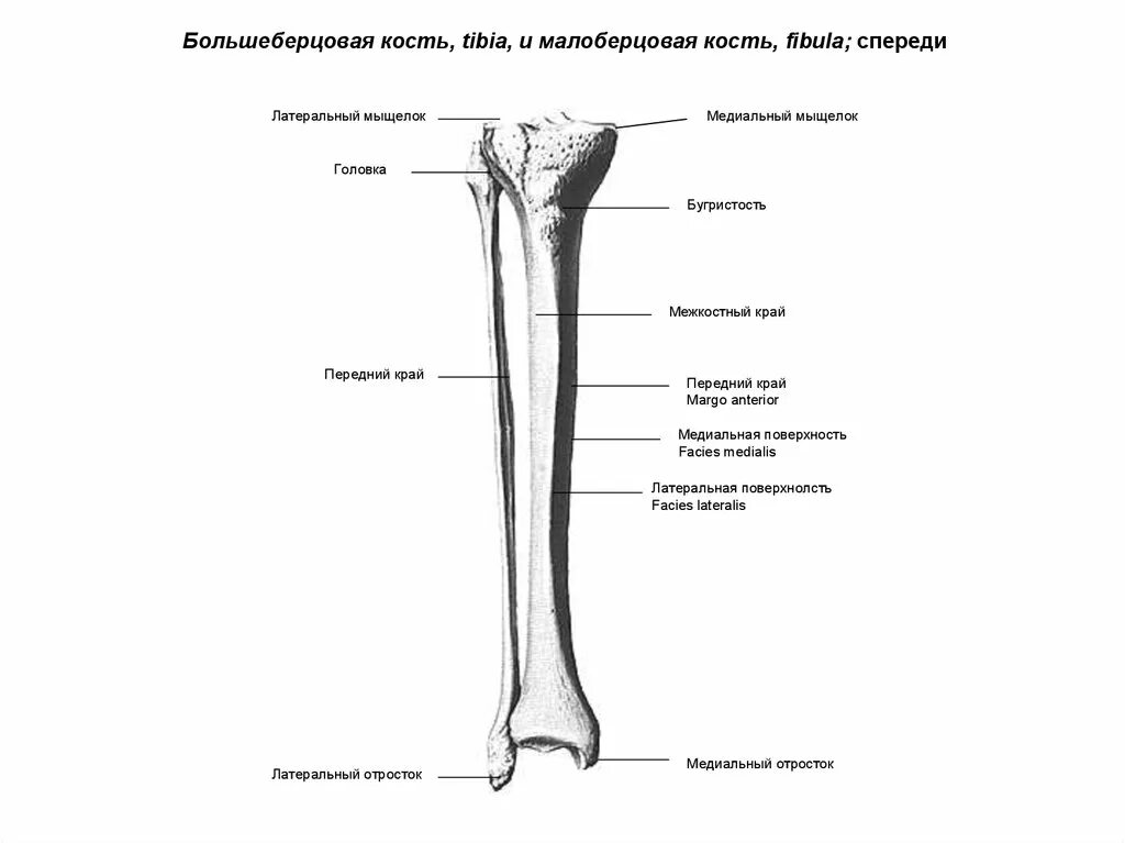 Строение большеберцовой кости анатомия. Анатомия большеберцовой кости и малоберцовой кости. Большеберцовая и малоберцовая кость строение. Анатомия костей большеберцовой кости.